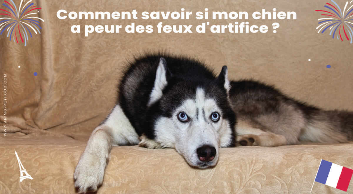 comment-savoir-si-mon-chien-a-peur-des-feux-d-artifice